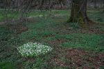 Buschwindroeschen Fleck.JPG